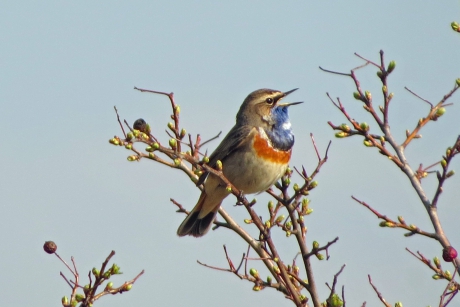 Blauwborst (2)