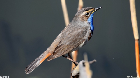 Blauwborst