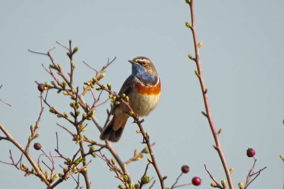 Blauwborst - Vogels - 