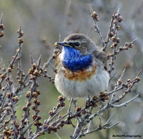 Blauwborst.