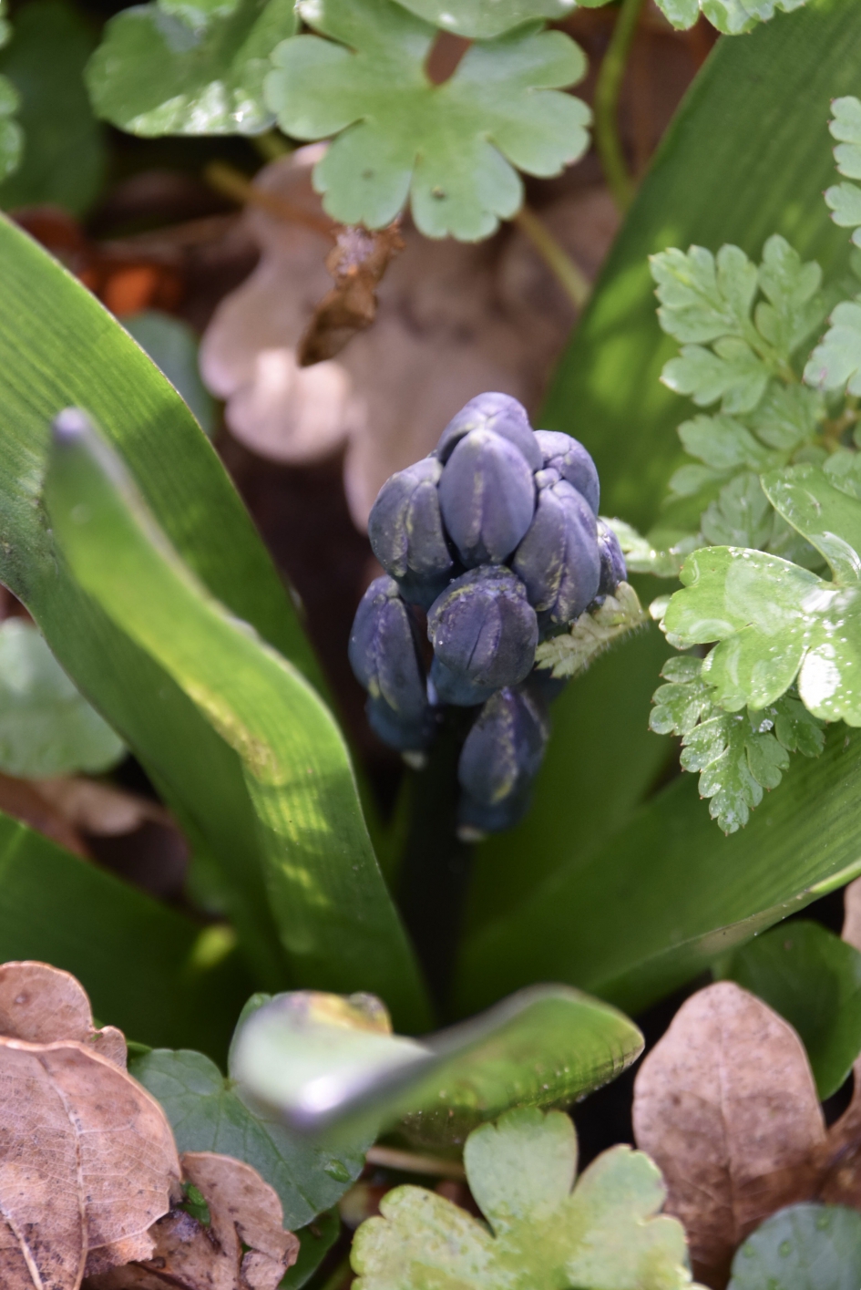 Blauwe hyacint - Planten - 