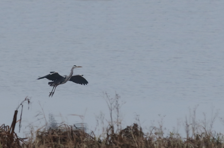 blauwe reiger - Vogels - blauwe reiger