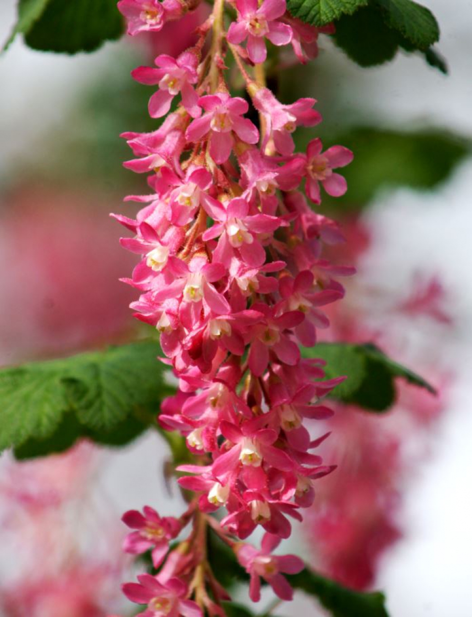 Bloeiende bessenstruik -Ribes sanguineum - rode ribes. - Planten - 