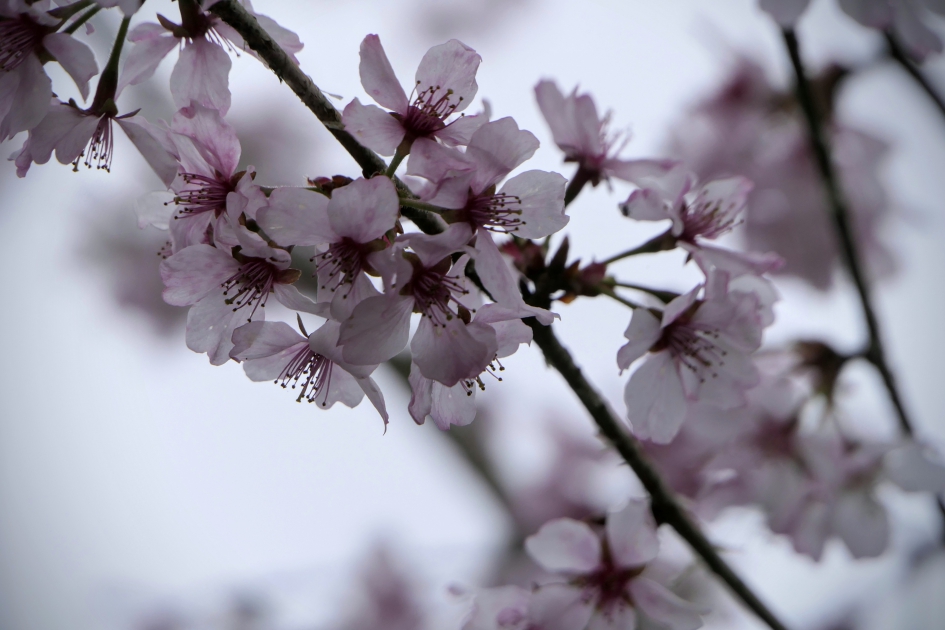 Bloemenpracht. - Planten - Prunus
