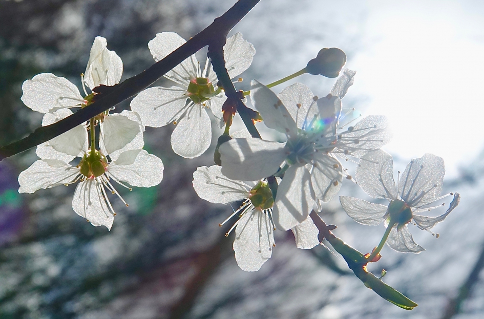 Bloesem in tegenlicht - Planten - 