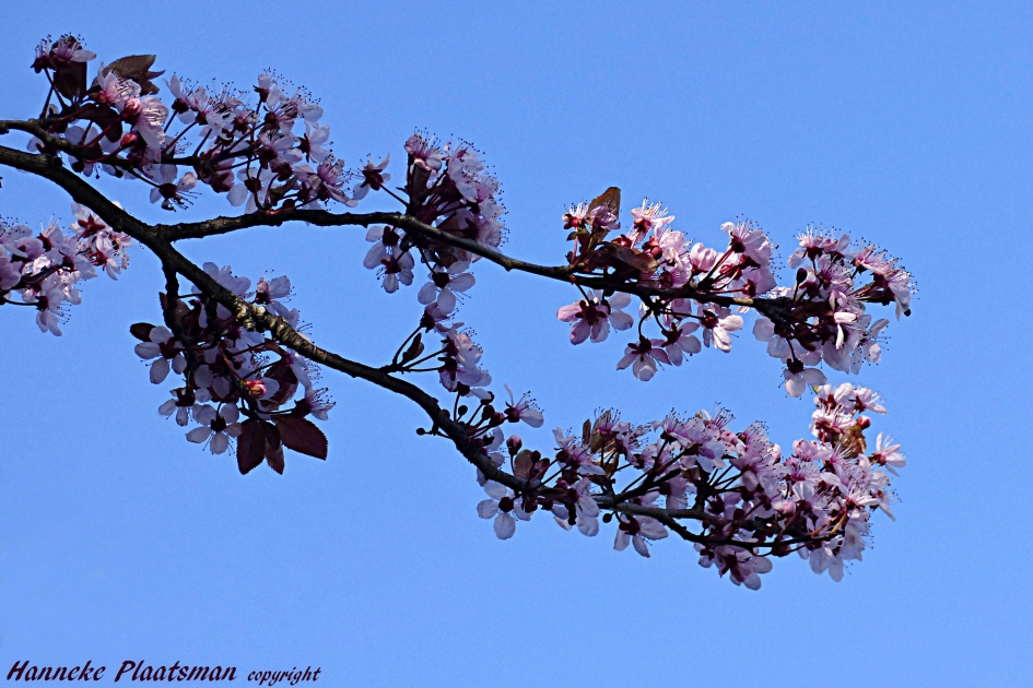 Bloesem tekent zich mooi af tegen de blauwe lucht. - Planten - Prunus