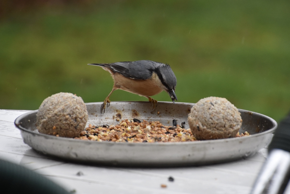 Boomklever - Vogels - 