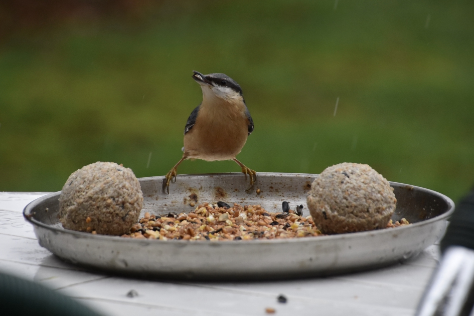 Boomklever - Vogels - 