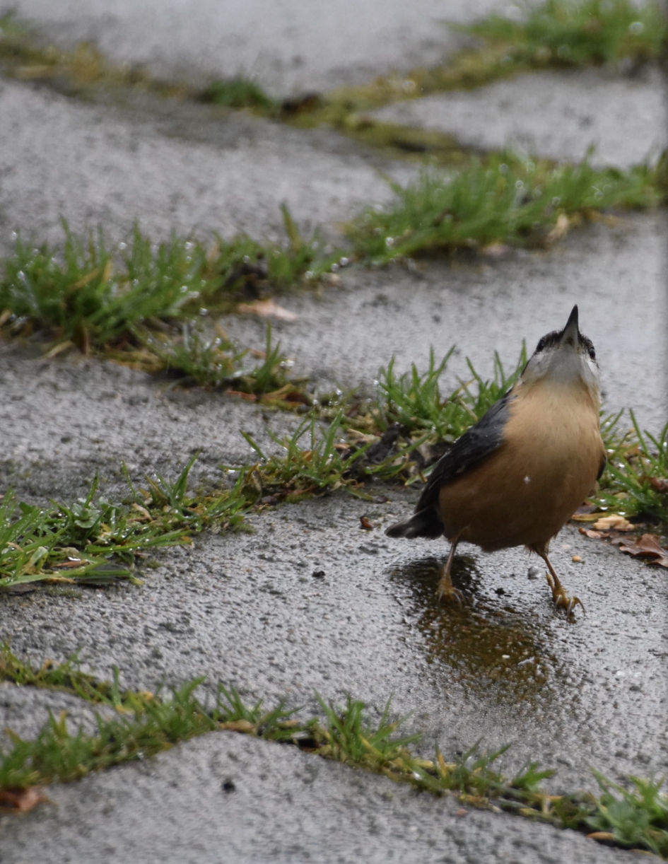 Boomklever - Vogels - 