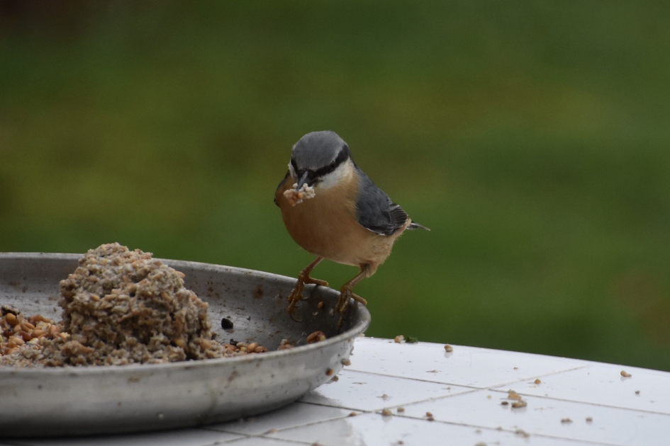 Boomklever - Vogels - 