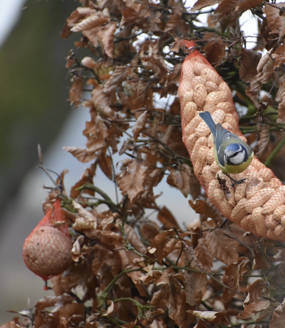 Pimpelmees - Vogels - 