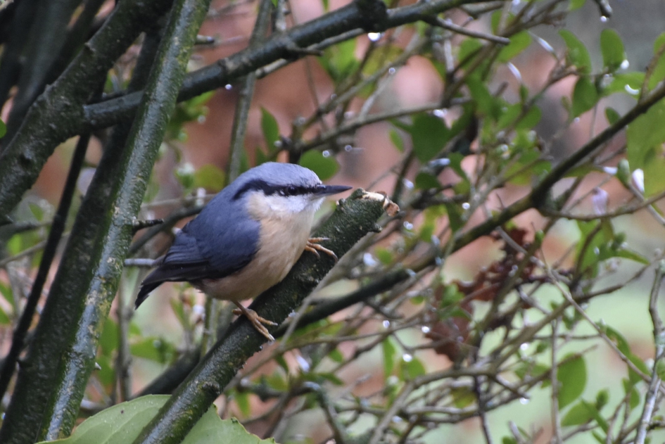 Boomklever - Vogels - 