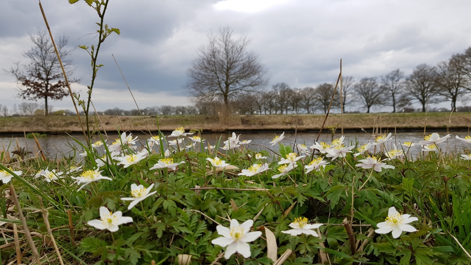 Bosanemonen - Planten - Bosanemoon