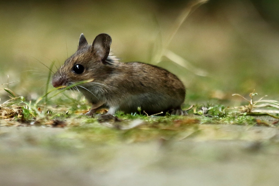 bosmuis - Zoogdieren - bosmuis
