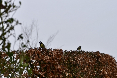 Bovenop de heg alles goed te overzien