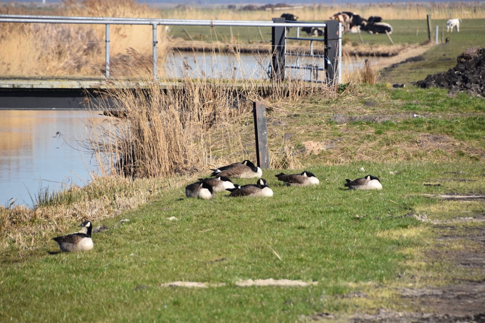 Canadese ganzen - Vogels - 