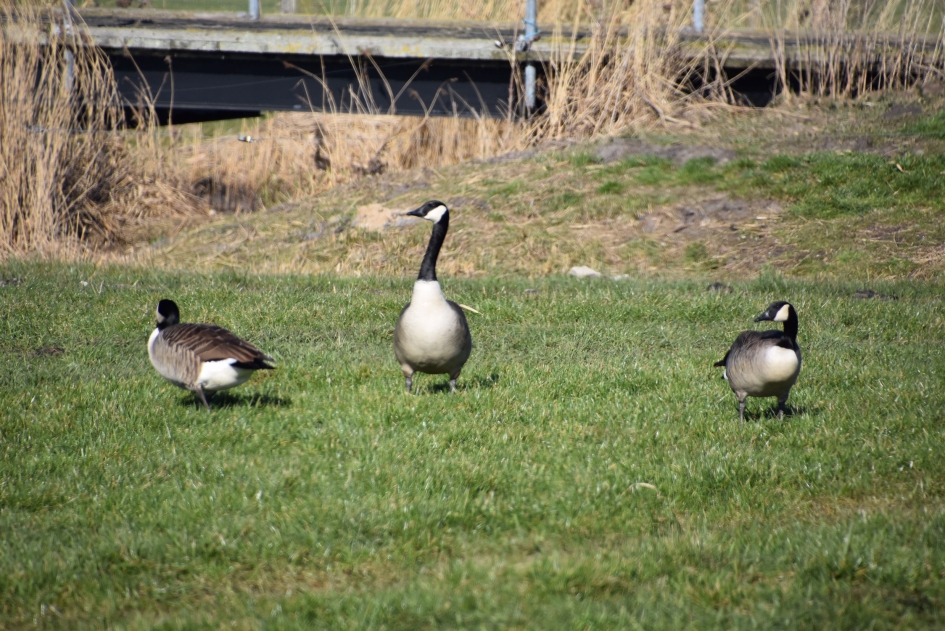 Canadese ganzen - Vogels - 