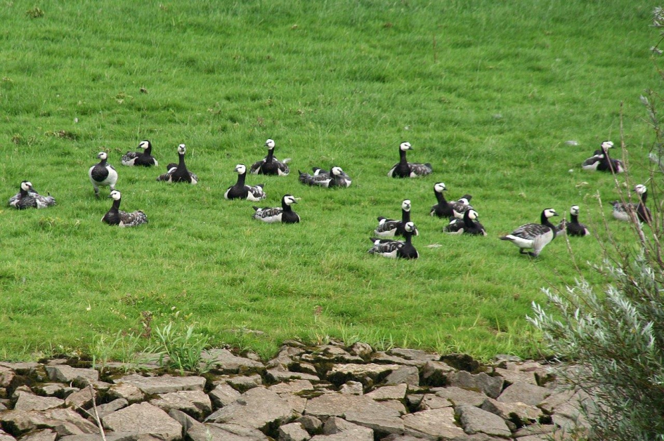 Brandganzen - Vogels - 