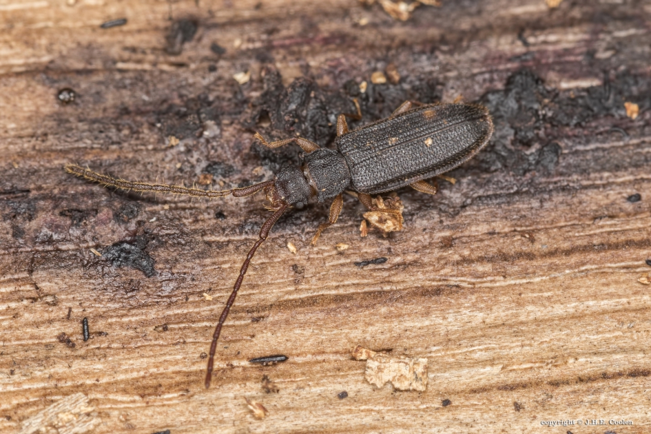 Bruine tandkever (Uleiota planata) - Geleedpotigen - Bruine tandkever