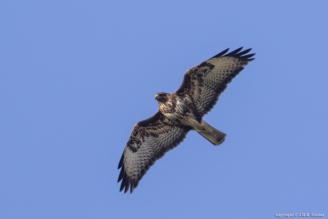 Buizerd (Buteo buteo)