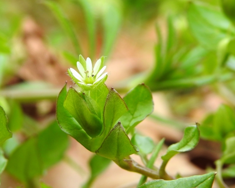 Cadeautje voor vogels