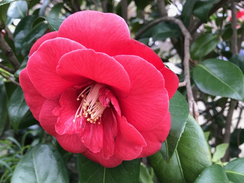 Camelia - Planten - 