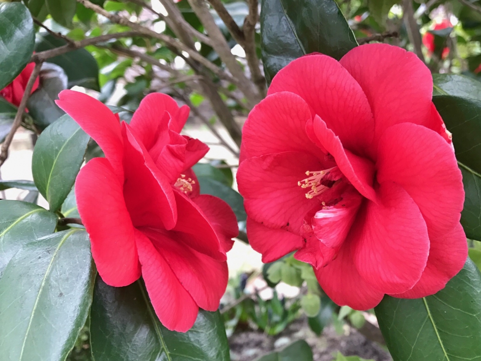 Camelia - Planten - 