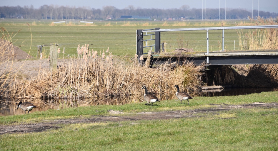 Canadese ganzen - Vogels - 