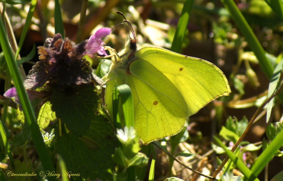 Citroenvlinder - Geleedpotigen - Citroenvlinder