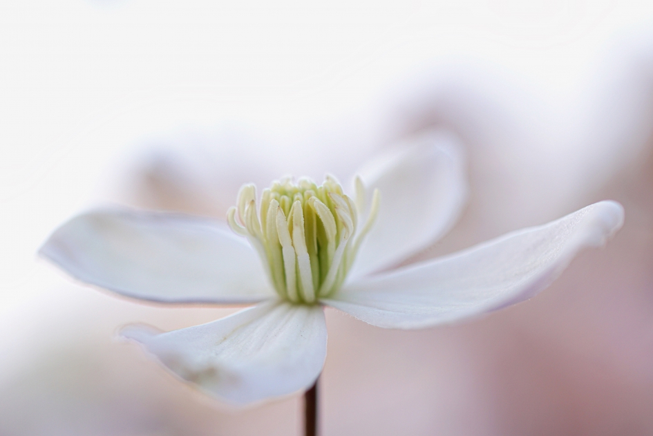 Clematis - Planten - 