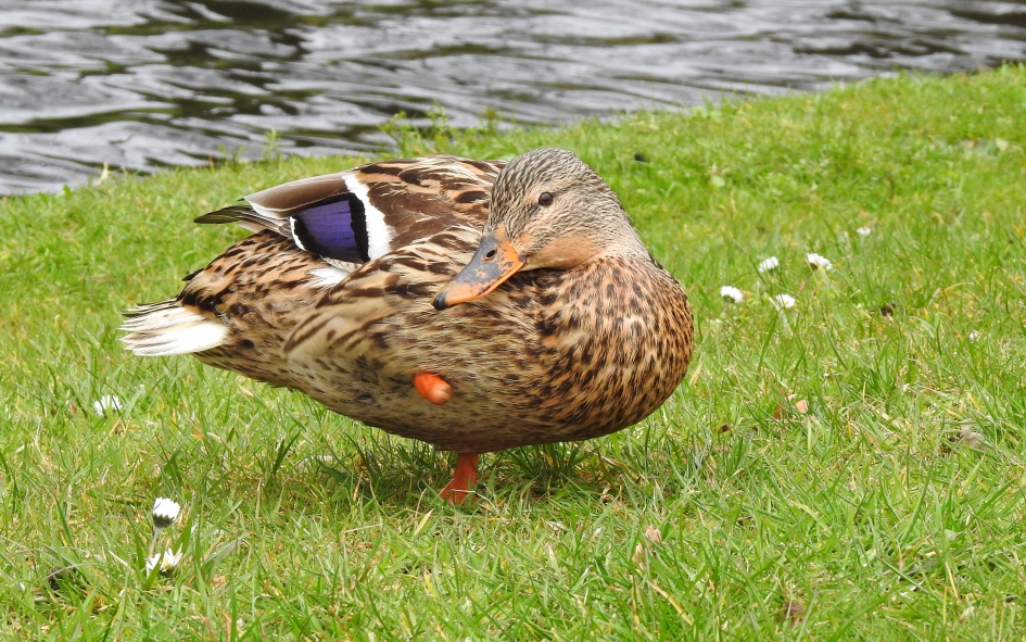 Dame met handicap - Vogels - Wilde eend