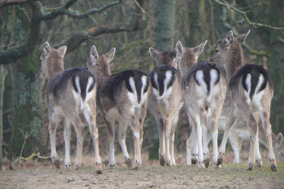 De achterkant is ook mooi. - Zoogdieren - Damhert