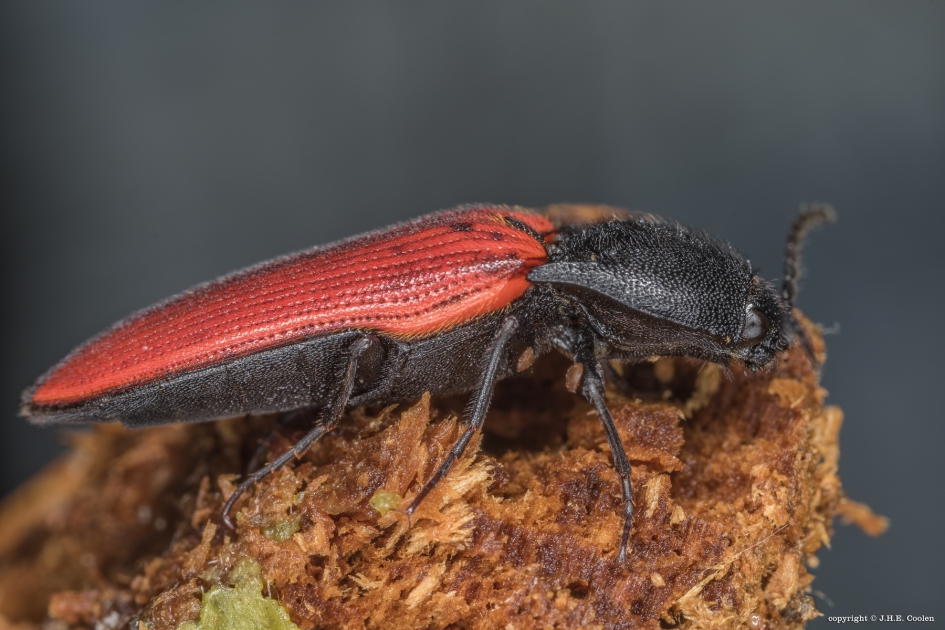 De bloedrode kniptor - Geleedpotigen - De bloedrode kniptor