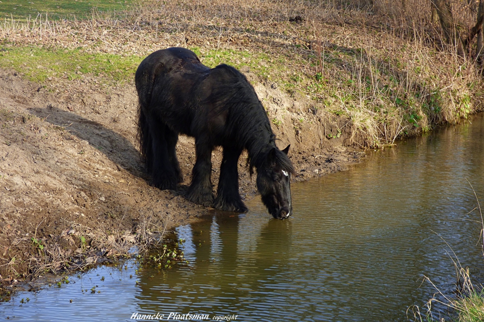 De natuur is leuk, maar je moet er wel wat te drinken bij hebben. - Zoogdieren - Fries paard.
