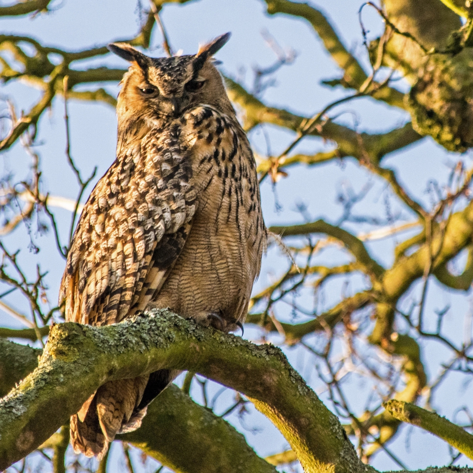 De Oehoe. - Vogels - Oehoe