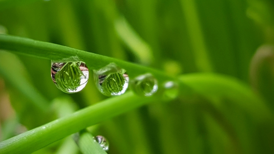 Doorkijkje. - Planten - Bieslook
