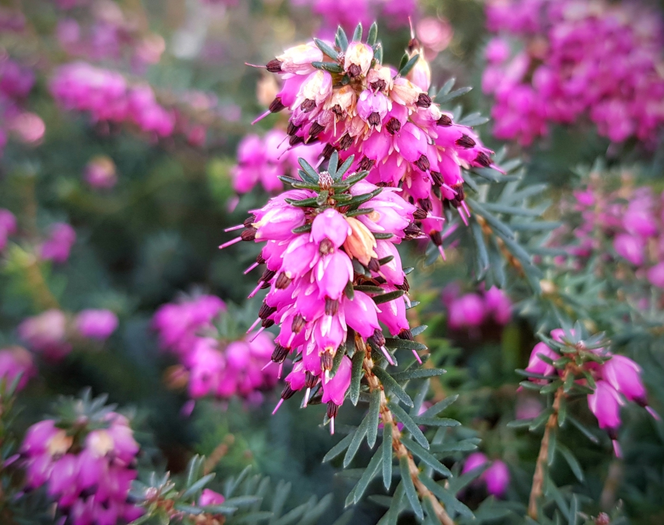 Dopheide - Planten - Dopheide