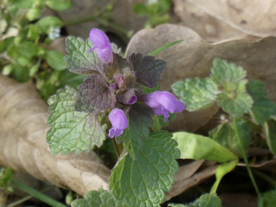 Dovenetel - Planten - 