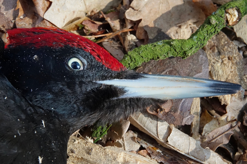 Zwarte Specht - Vogels - Zwarte Specht