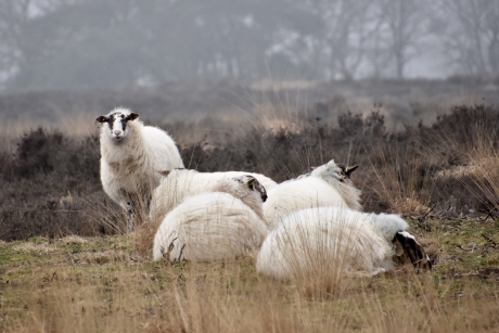 Drents heideschaap
