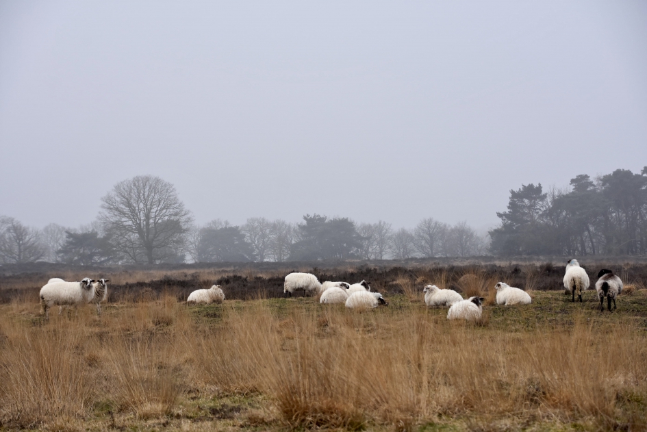 Drentse heideschapen - Zoogdieren - 