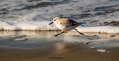 Drieteenstrandloper.