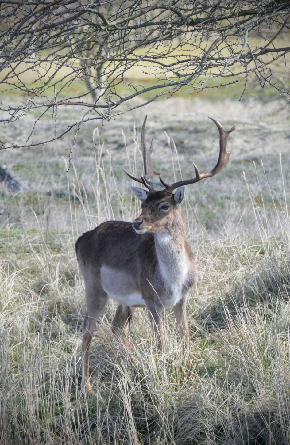 "Dromen" - Zoogdieren - Damhert