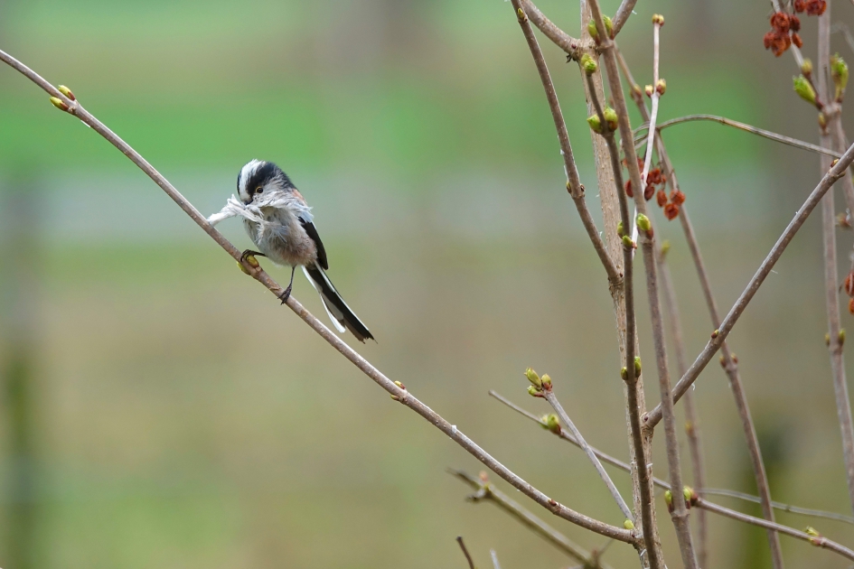 Druk druk druk - Vogels - Staartmees