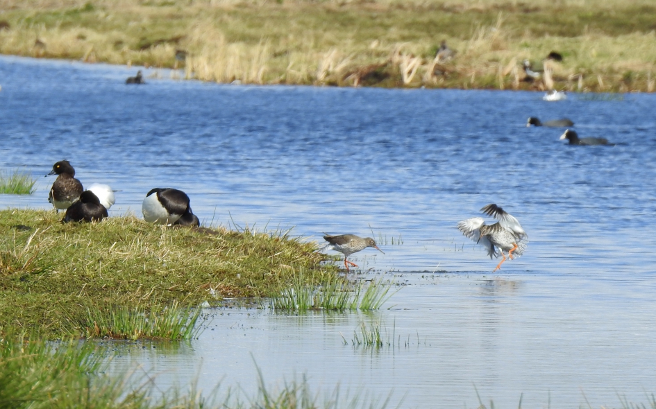 Een dansje aan de waterkant - Vogels - Tureluur