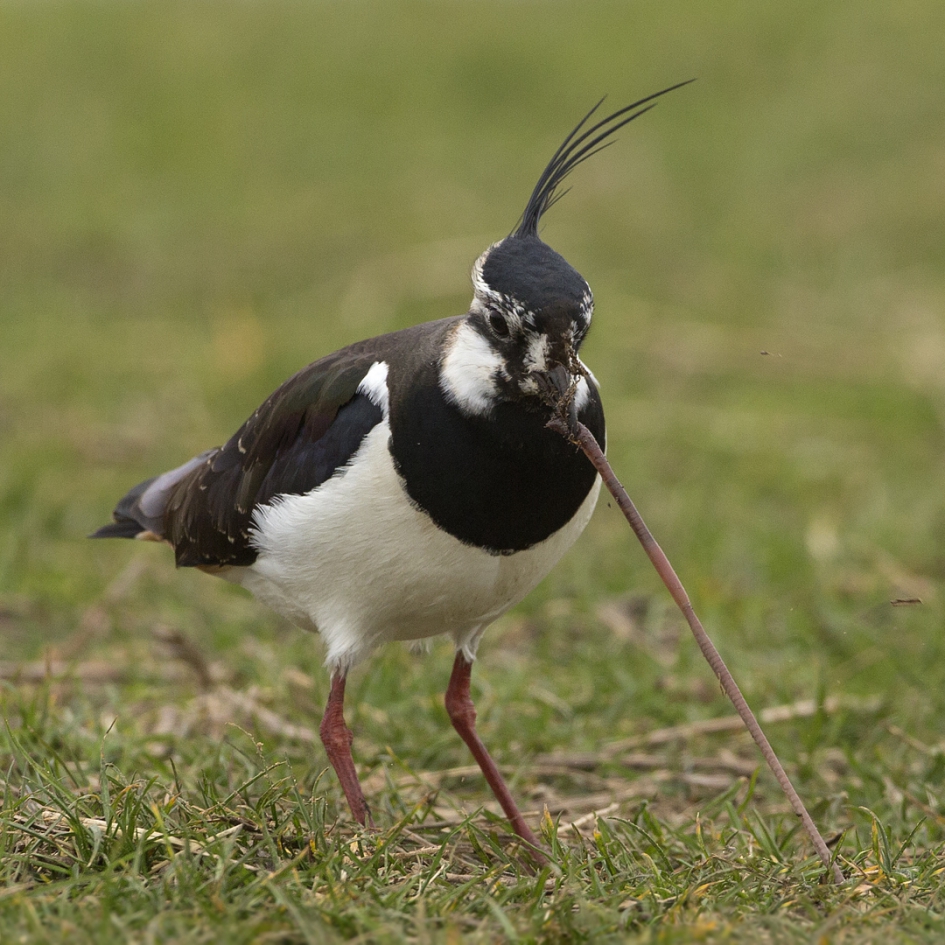 Een grutte pier ... - Vogels - Kievit