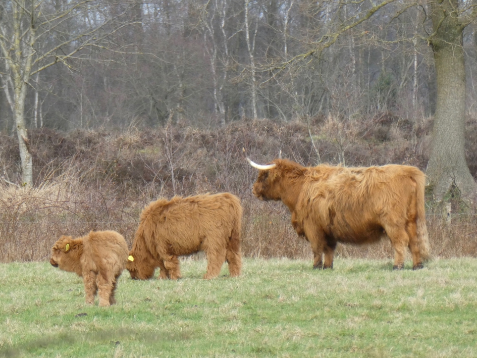 Een mooie familie - Zoogdieren - 