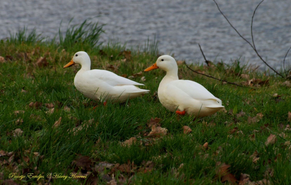 Eenden paartje - Vogels - eenden