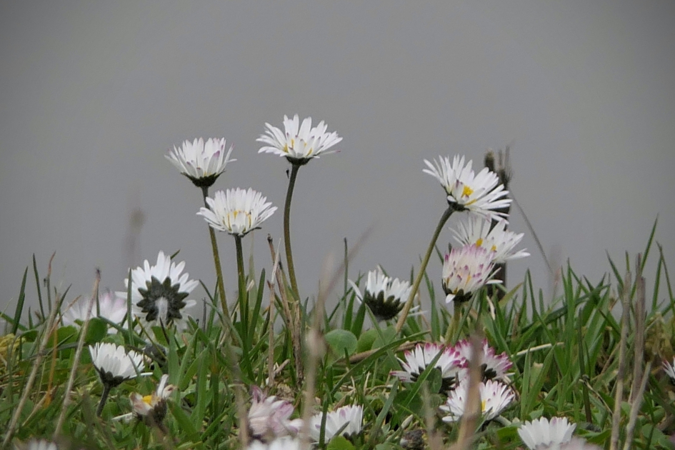Eeuwige schoonheid. - Planten - Madeliefje