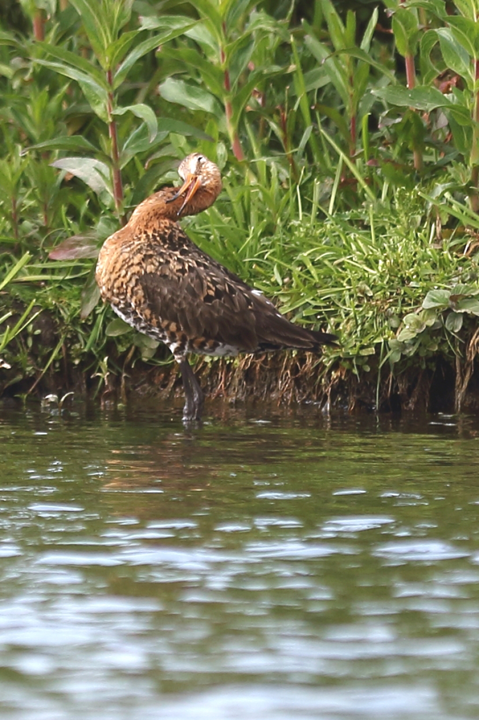 even gek doen - Vogels - grutto